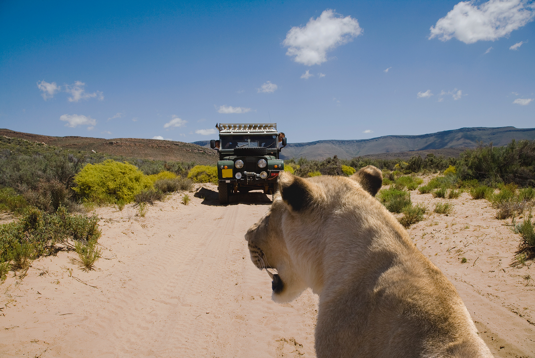 Safari thumbnail