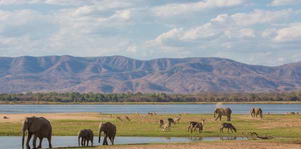 Wildlife on the Zambezi River