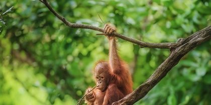 Baby orangutan, Borneo 