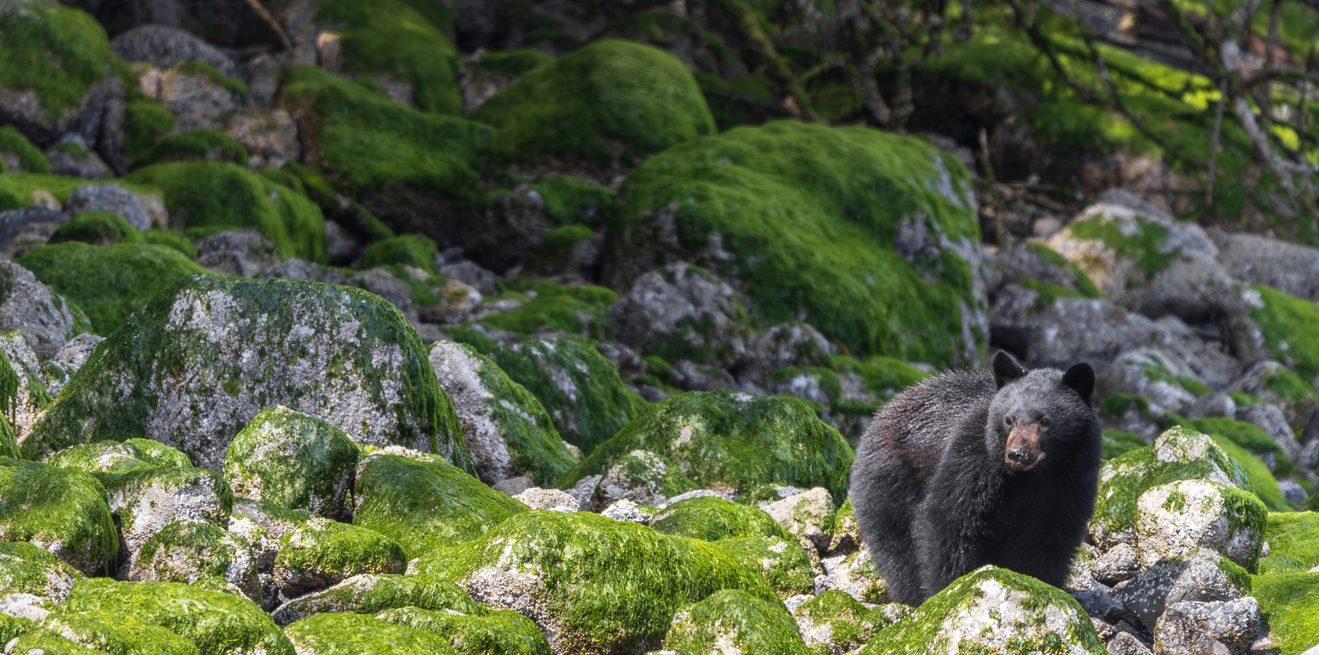 Pacific Rim Whales and Bears