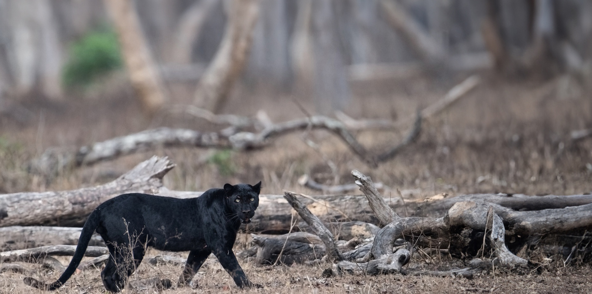 Black Leopard Safari