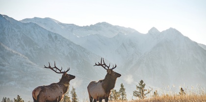 Canada_Banff National Park_Bull elk