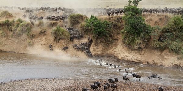 Wildebeest migration