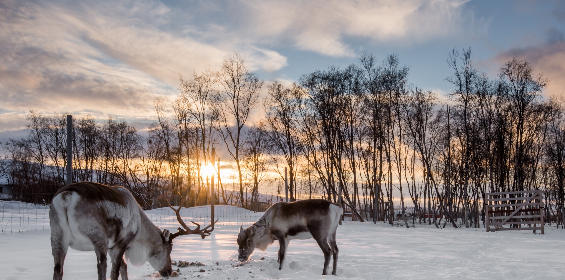 Savour the Lights on the Arctic Line